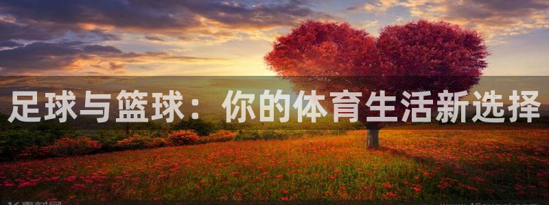 足球与篮球：你的体育生活新选择